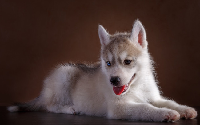 Обои картинки фото животные, собаки, щенок, хаски, милый, глаза