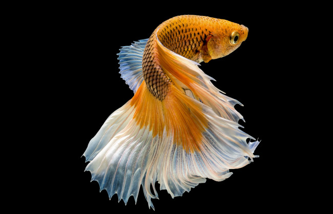 Обои картинки фото животные, рыбы, цвет, хвост, рыбка