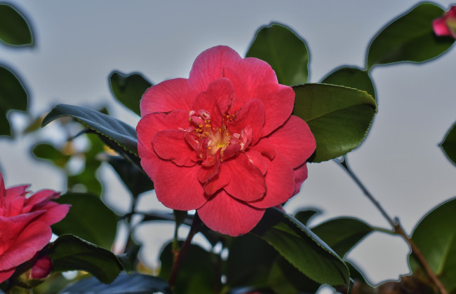 Обои картинки фото цветы, камелии, камелия, бутон, розовая, лепестки, листья, цветение, нежность