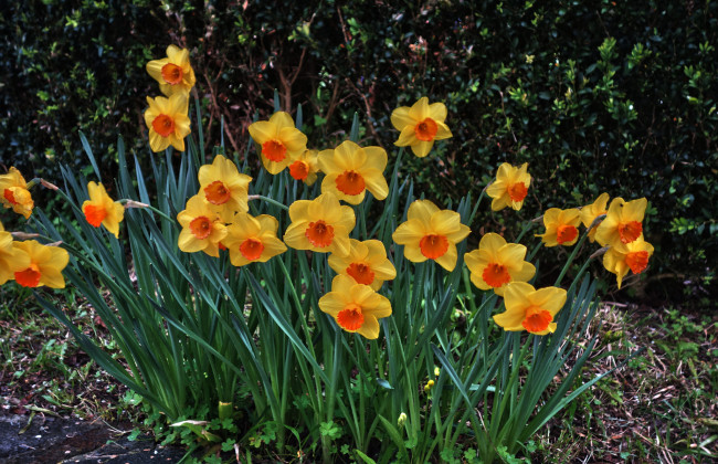 Обои картинки фото цветы, нарциссы, нарцисс, цветок, цветение