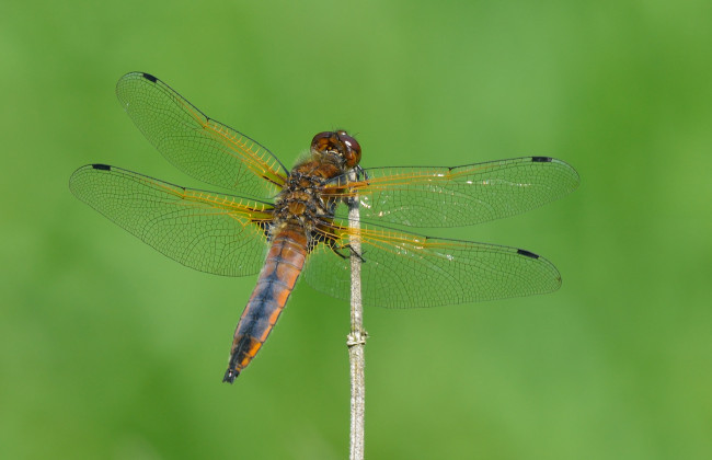 Обои картинки фото животные, стрекозы, стрекоза