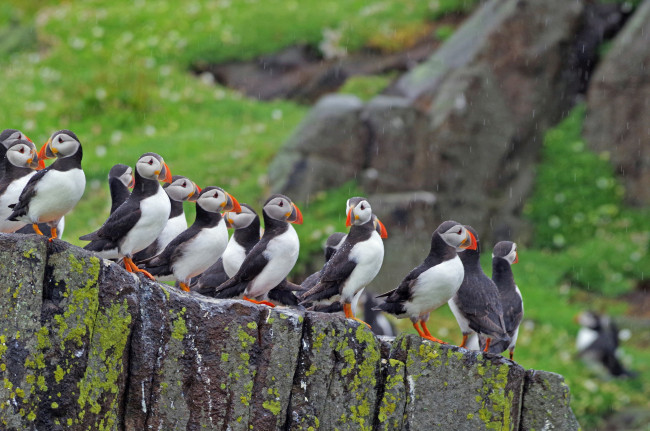 Обои картинки фото животные, тупики, тупик, птица, перья, окрас