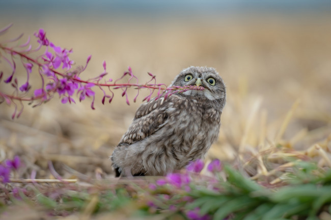 Обои картинки фото животные, совы, трава, природа, сова, tanja, brandt, веточки, птицы, мира, птица, листья