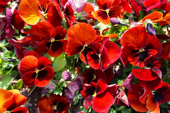 Обои картинки фото цветы, анютины глазки , садовые фиалки, анюткины, глазки, цветение, цвет