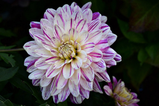 Обои картинки фото цветы, георгины, георгин, капли, после, дождя