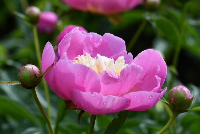 Обои картинки фото цветы, пионы, розовый, пион, макро