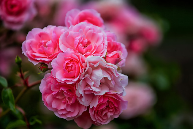 Обои картинки фото цветы, розы, роза, бутон, лепестки, листья, цветение, rose, bud, petals, leaves, blossoms