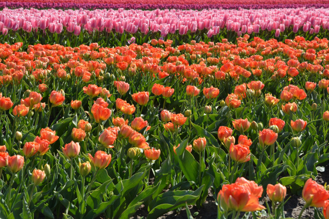 Обои картинки фото цветы, тюльпаны, лепестки, много, разноцветные, цветение