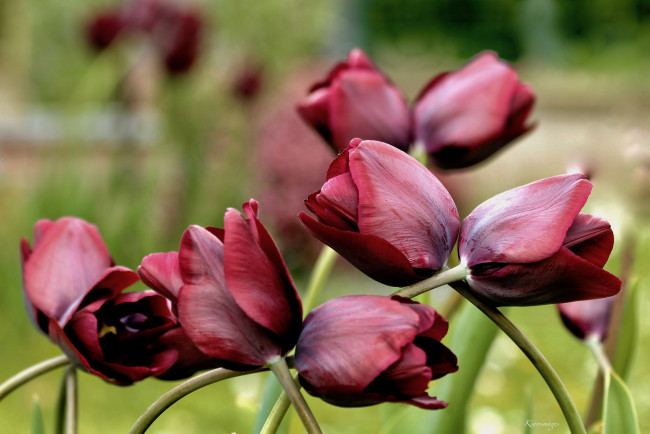 Обои картинки фото цветы, тюльпаны, лепестки, много, разноцветные, цветение