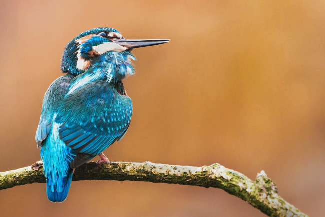 Обои картинки фото животные, птицы, птица, окрас, перья, клюв