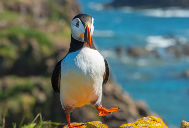 Обои картинки фото животные, тупики, тупик, птица, окрас