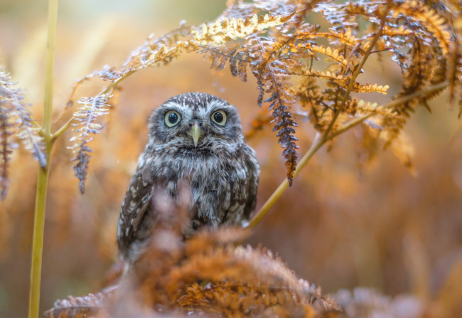 Обои картинки фото животные, совы, птицы, мира, ветка, птица, листья, природа, сова