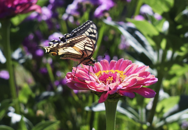Обои картинки фото животные, бабочки,  мотыльки,  моли, цинния, цветение, цветы, листья, лепестки, бабочка