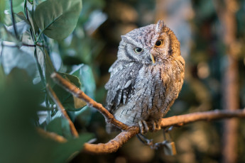 Картинка животные совы птичка