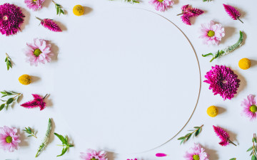 Картинка цветы хризантемы flowers pink фон розовые