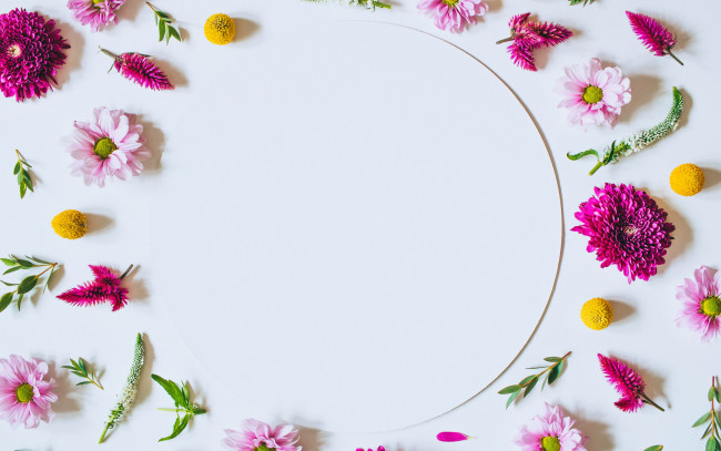 Обои картинки фото цветы, хризантемы, flowers, pink, фон, розовые