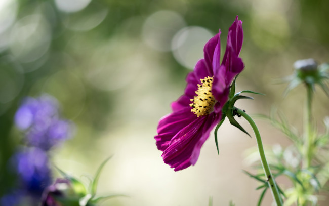 Обои картинки фото цветы, космея, макро, космос, боке