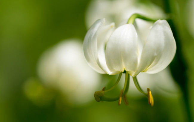 Обои картинки фото цветы, лилии,  лилейники, боке, макро, тычинки, лилия, лепестки, белая