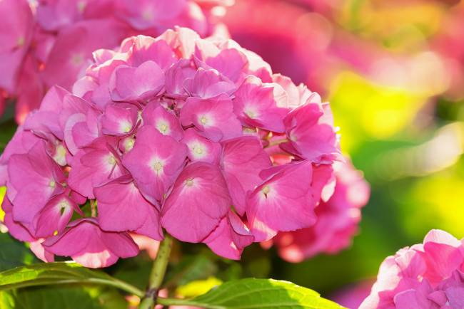 Обои картинки фото цветы, гортензия, розовый