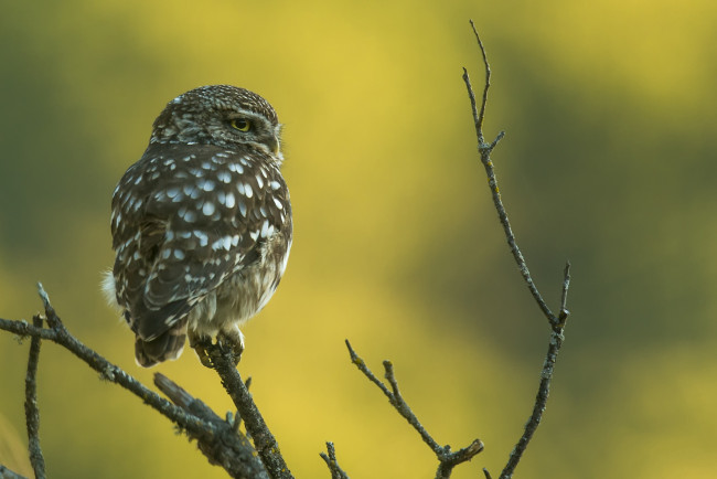 Обои картинки фото животные, совы, птичка