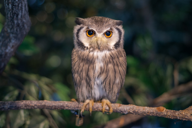 Обои картинки фото животные, совы, птичка