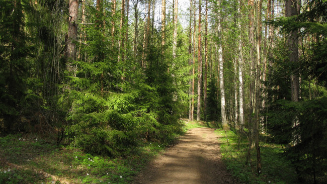 Обои картинки фото лесная дорога, природа, дороги, лес, дорога, подснежники, весна, карелия