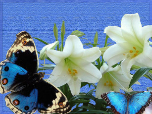 обоя цветы, лилии, лилейники