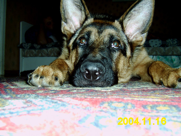 Обои картинки фото граф, животные, собаки