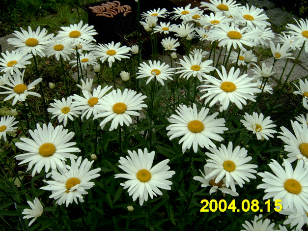 Обои картинки фото ромашки, цветы