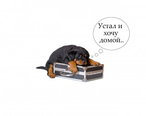 Картинка животные собаки