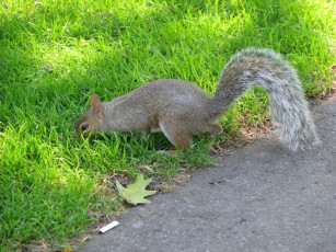 Картинка белка животные белки