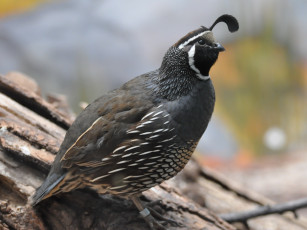 Картинка животные куропатки рябчики перепела