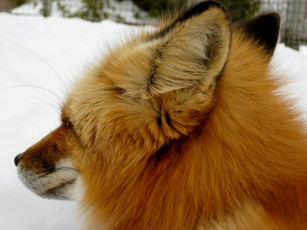 Картинка животные лисы