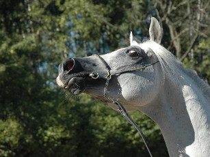 Картинка животные лошади
