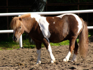 Картинка животные лошади