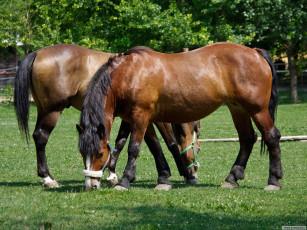 Картинка животные лошади