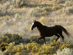 Картинка животные лошади