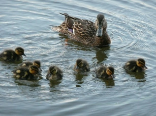 Картинка животные утки