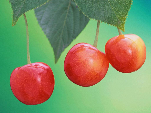 Обои картинки фото 