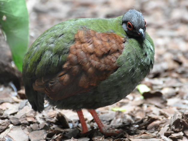 Обои картинки фото животные, куропатки, рябчики, перепела