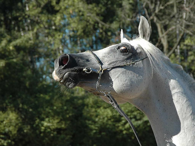 Обои картинки фото животные, лошади