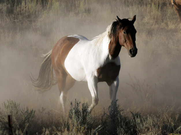 Обои картинки фото животные, лошади