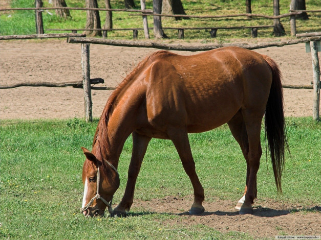 Обои картинки фото животные, лошади