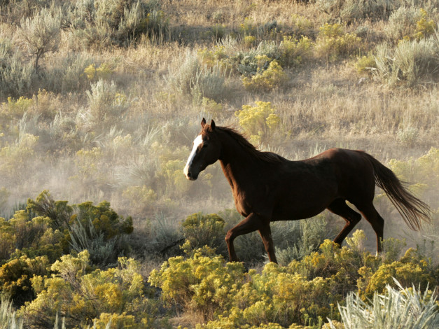 Обои картинки фото животные, лошади