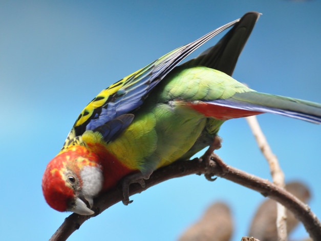 Обои картинки фото животные, попугаи