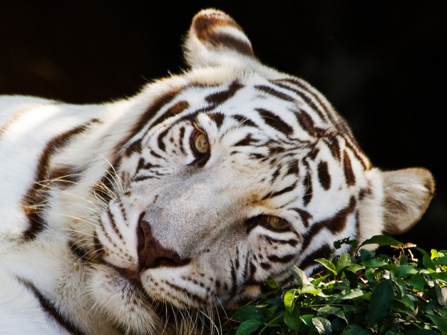 Обои картинки фото животные, тигры