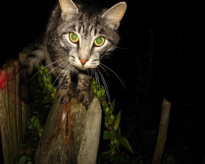 Картинка животные коты