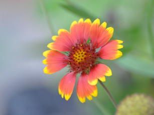 обоя цветы, гайлардии, гелениумы