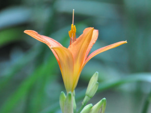 обоя цветы, лилии, лилейники