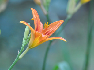 обоя цветы, лилии, лилейники